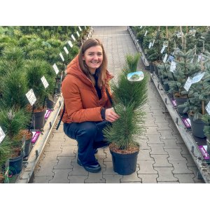Borovica čierna (Pinus nigra) ´GREEN ROCKET´ – výška 60-80 cm, kont. C7,5L